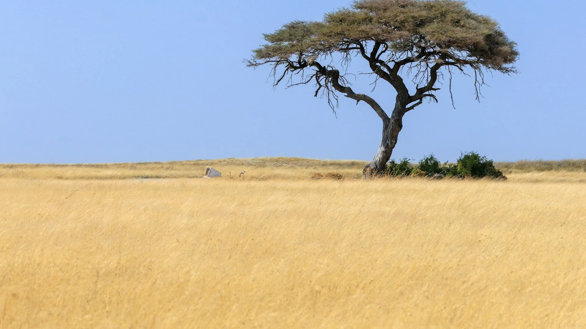 bemba Übersetzer — beglaubigte und Fachübersetzung Bemba